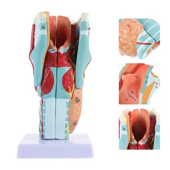 Človeško Grlo Model Negovalna Model Natančno Človeške Anatomije Model Predstavitve Orodja Biologije Za Poučevanje Pripomoček Za Znanost
