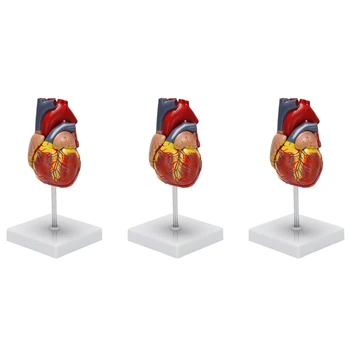 3X 1: 1 Človeško Srce Model, Anatomsko Natančno Srce Model Življenje Velikost Človeško Okostje Anatomija
