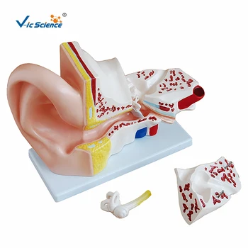 Velikan Uho Anatomski Model Poučevanja