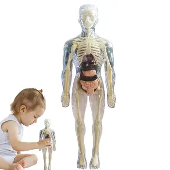 Človeške Anatomije Model 3D Telesa Anatomija Realističen Model Človeškega Telesa Model Starosti 4 Mehko Človeško Telo Za znanstvene In Izobraževalne Igrače
